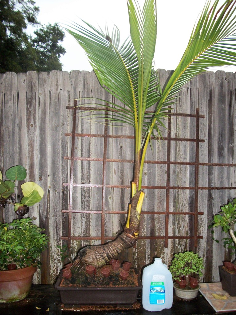 Potted Coconut collection DISCUSSING PALM TREES WORLDWIDE PalmTalk